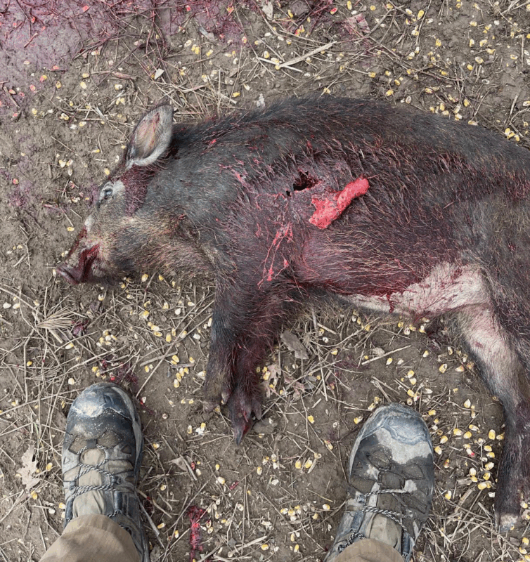 Why the 62-Grain Solid Copper REX Is the Best 5.56 Ammo for Hog Hunting
