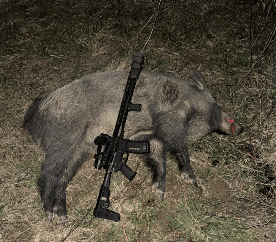 Why the 62-Grain Solid Copper REX Is the Best 5.56 Ammo for Hog Hunting