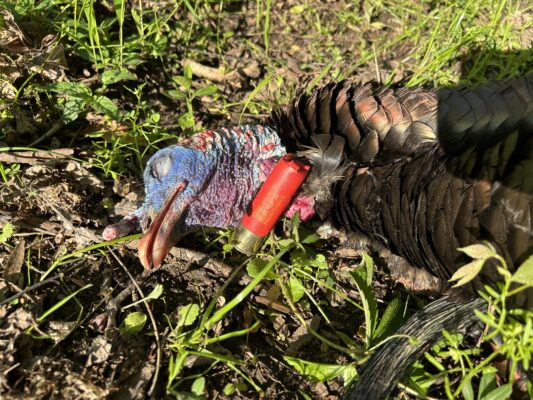 Field-Testing: HOP Munitions TSS Turkey Loads Hit Hard